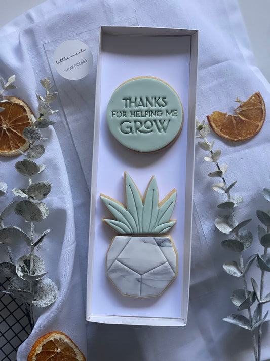 Succulent Set
